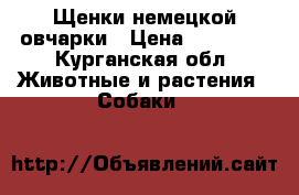 Щенки немецкой овчарки › Цена ­ 10 000 - Курганская обл. Животные и растения » Собаки   